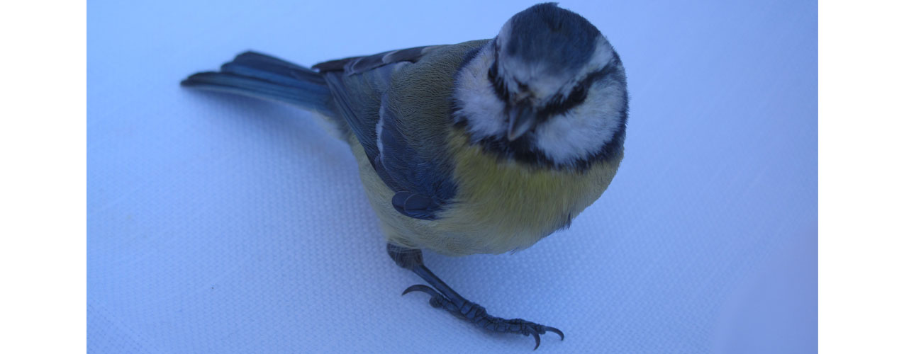 Hipsters, Courage, and a Dying Bird